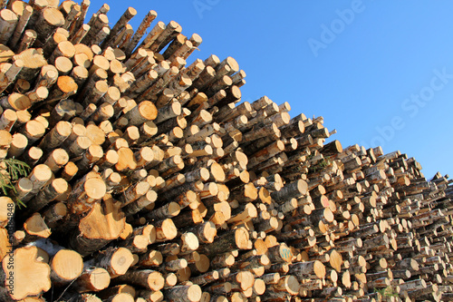 Large Stack of Logs and Blue Sky