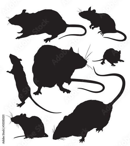 rats vector