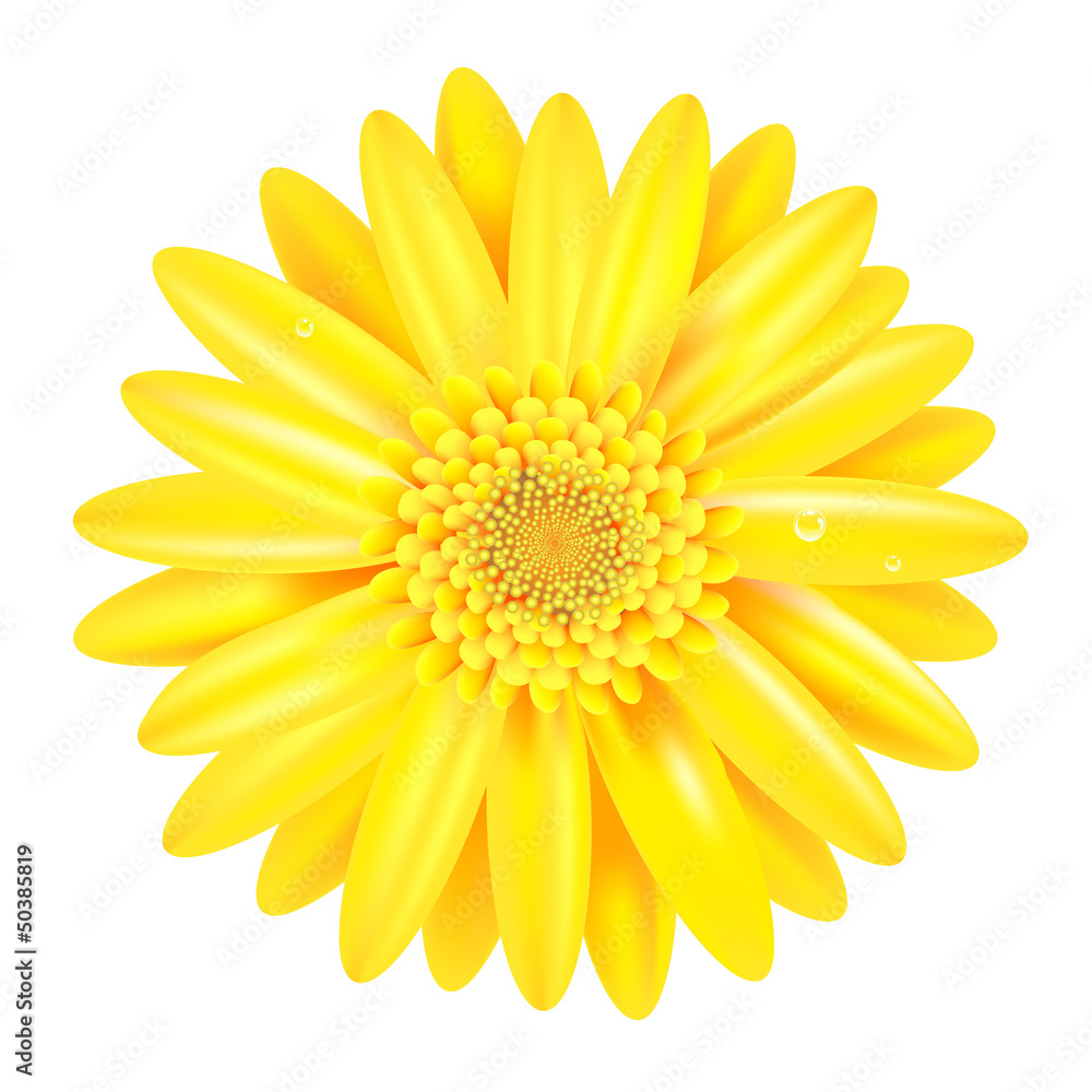 Yellow Gerber Yellow Gerber