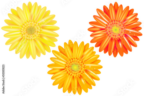 Yellow And Orange Gerbers