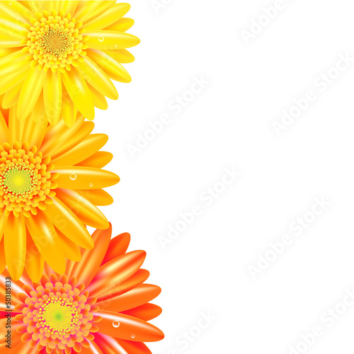 Fototapeta Naklejka Na Ścianę i Meble -  Yellow And Orange Gerbers Border