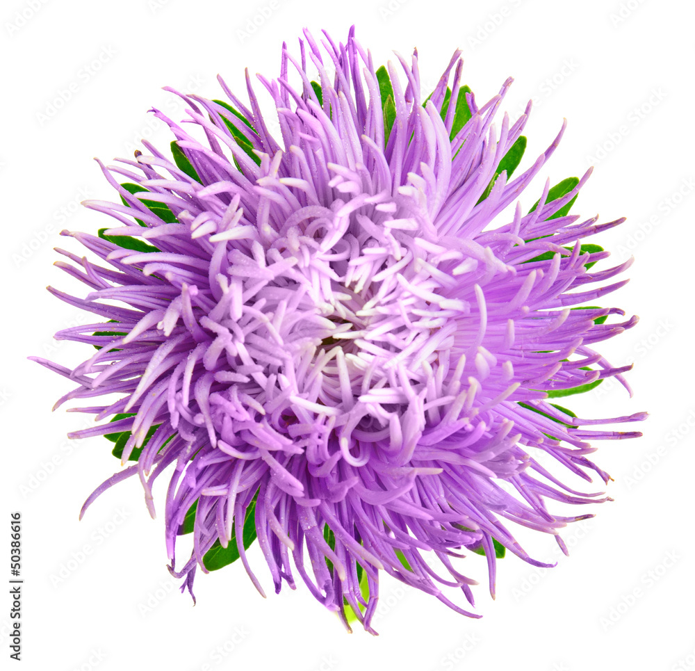 Aster isolated Aster isolated