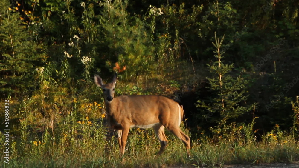 Deer on side of road. Two shots. Haliburton, Ontario, Canada. Deer on side of road. Two shots. Haliburton, Ontario, Canada.