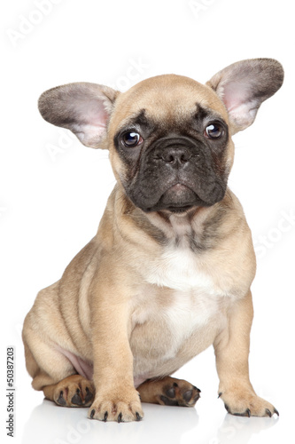 French bulldog puppy