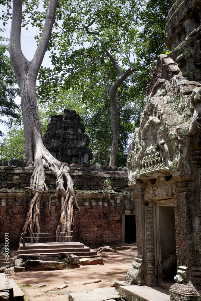 Fototapeta premium Ta Prohm
