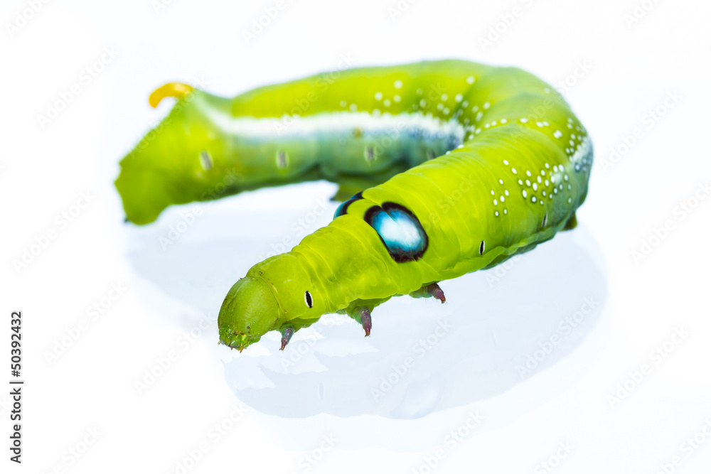 Close up green caterpillar on white background