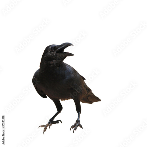 Canvas Print raven bird isolate on white background