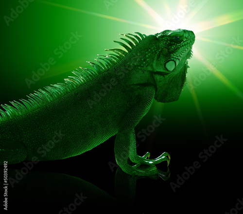 Green Iguana