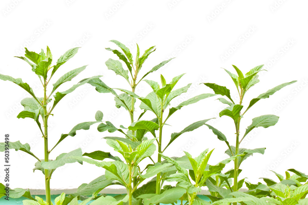 plant with white background