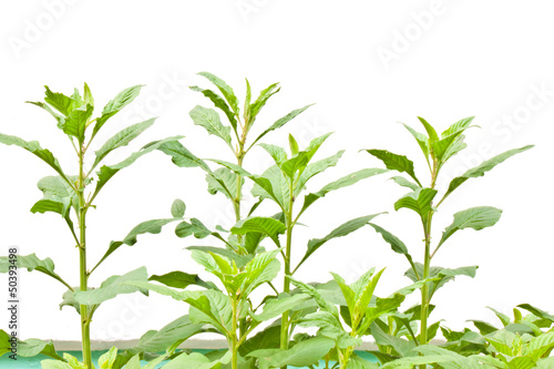 plant with white background
