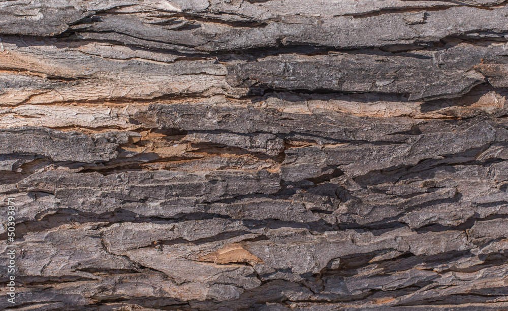Cracking tree bark Cracking tree bark