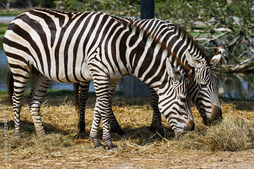 Zebras © voraorn