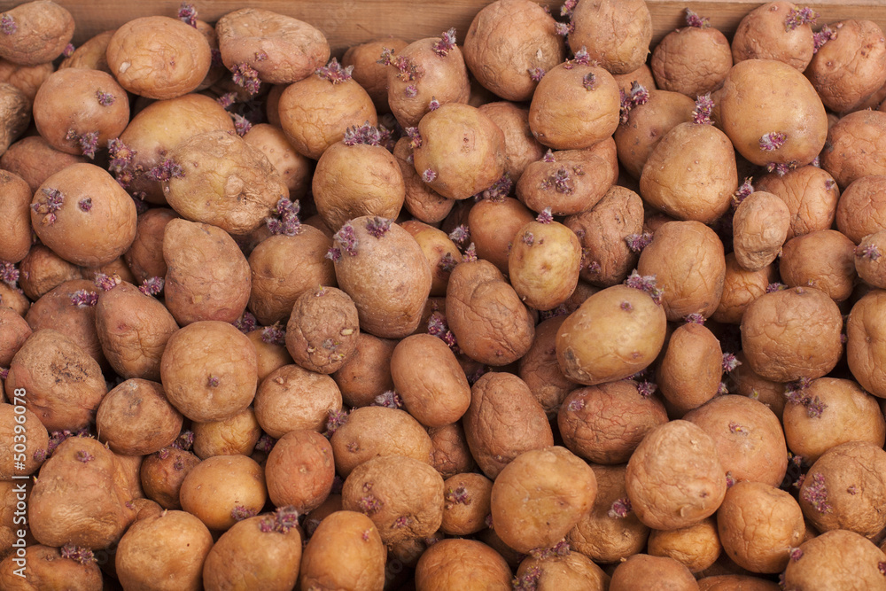 potatoes for planting potatoes for planting