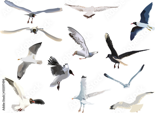 collection of gulls on white background