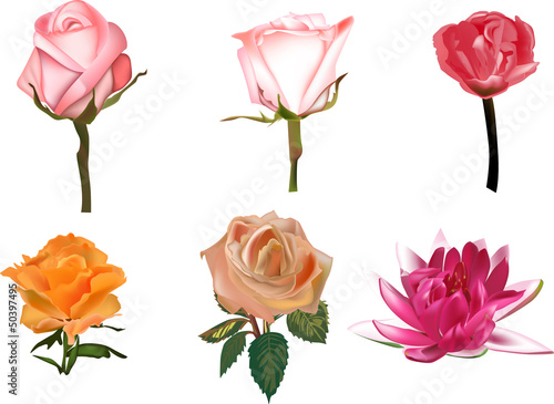 Fototapeta Naklejka Na Ścianę i Meble -  five roses and one lily on white background