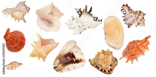 set of eleven shellfishes isolated on white