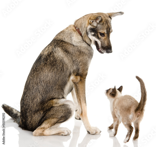 Wallpaper Mural Dog and cat together isolated on white Torontodigital.ca