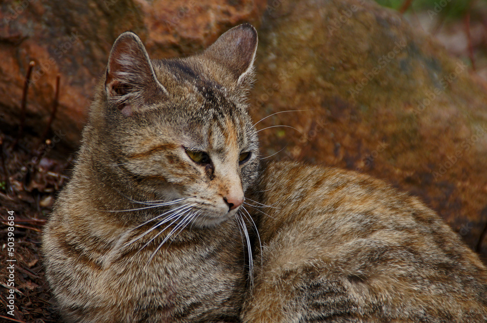 Obraz premium Hauskatze