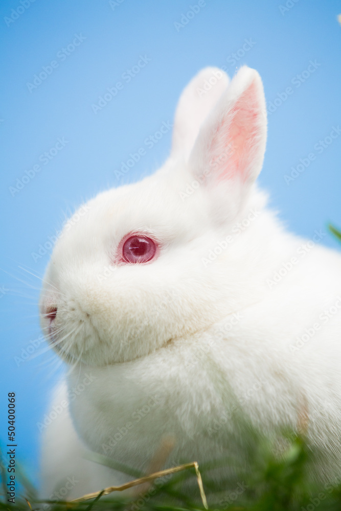 White bunny with pink eyes and ears White bunny with pink eyes and ears