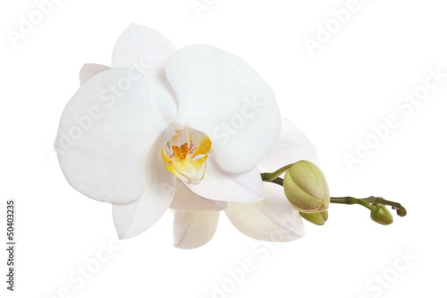 Fotografiet White Orchid closeup