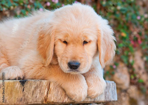 cute golden retriever puppy resting on table
