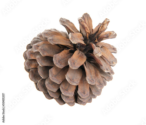 Fir cone isolated on white background