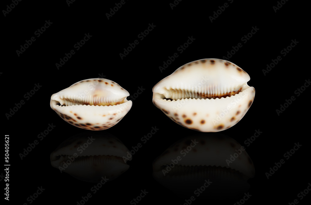 Seashell of Cypraea tigris.