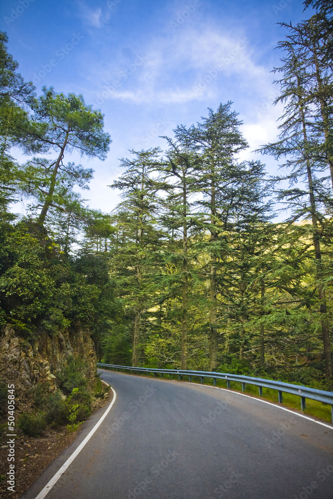 road of Cedars in Cyprus