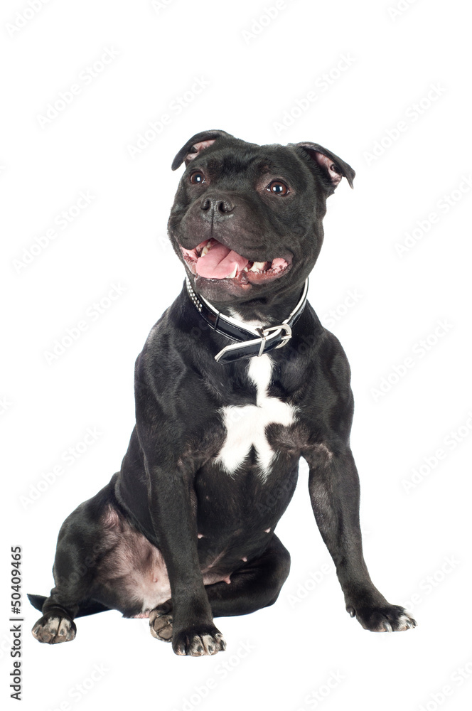 staffordshire bull terrier dog in a collar