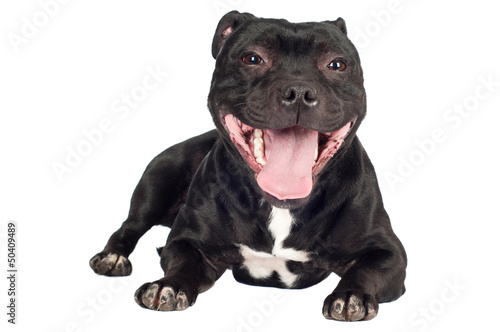 Photographie staffordshire bull terrier dog lying down