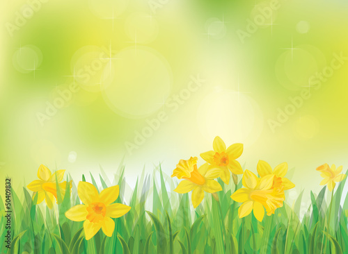 Fototapeta Naklejka Na Ścianę i Meble -  Vector of daffodil flowers on spring background.