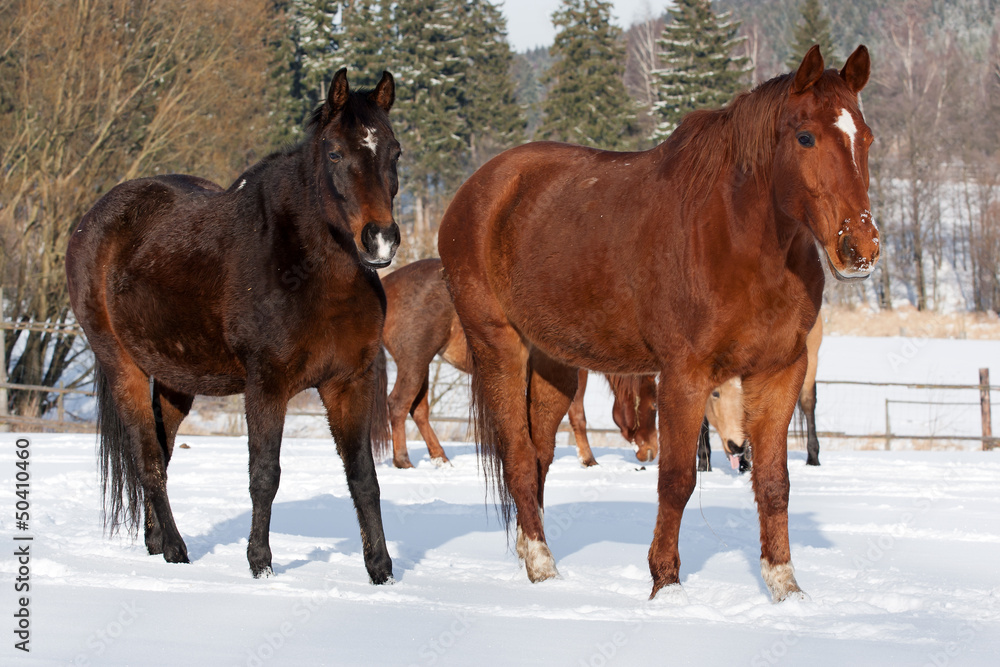 Herd of standing horses in the winter Herd of standing horses in the winter