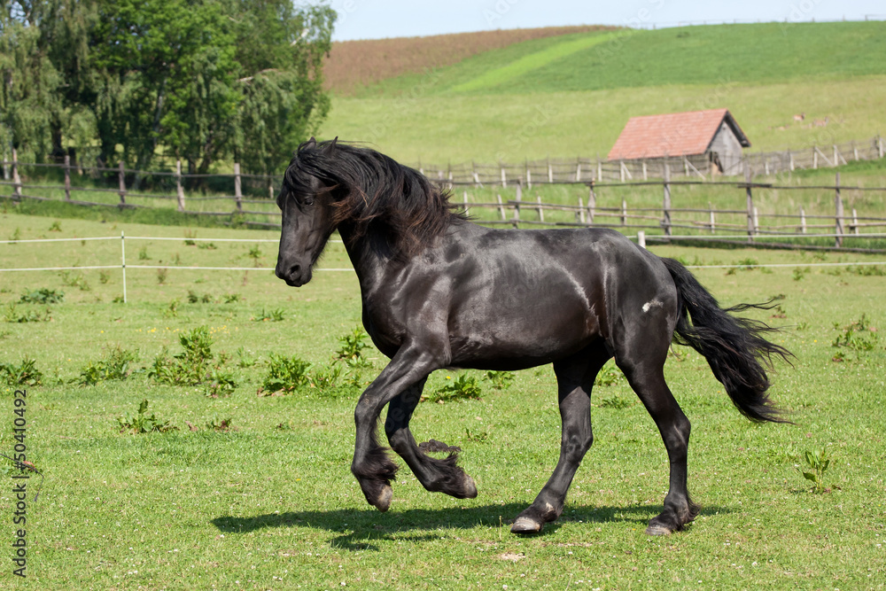 Black horse runs gallop
