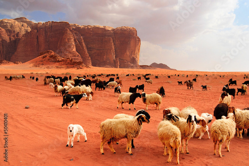 Herd of Bedouin sheep and goats photo