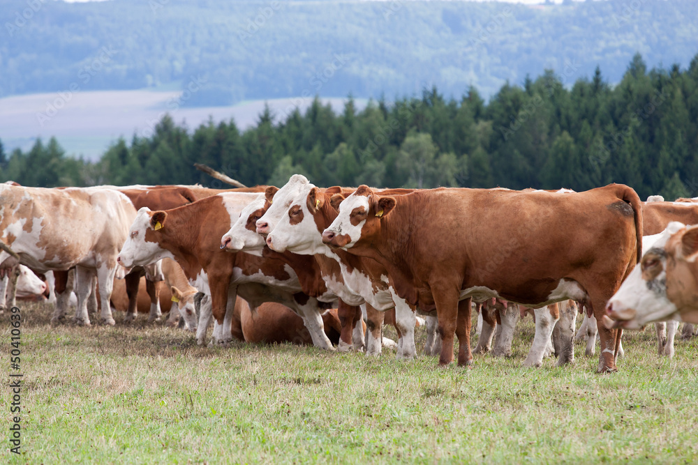 Cows on pasture