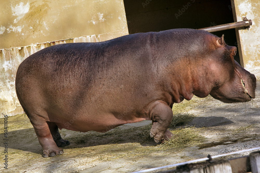 ippopotamo ippopotamo