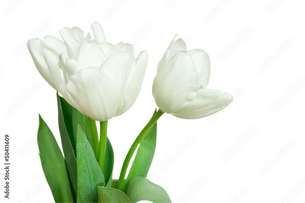 white tulips isolated on a white