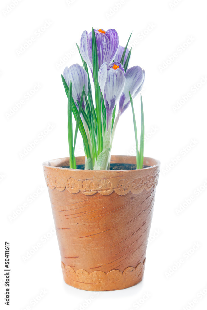 Obraz premium delicate crocuses isolated on a white