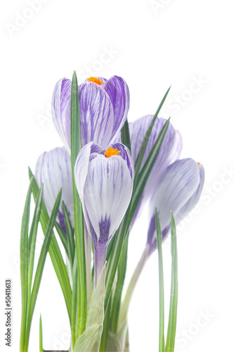 delicate crocuses isolated on a white