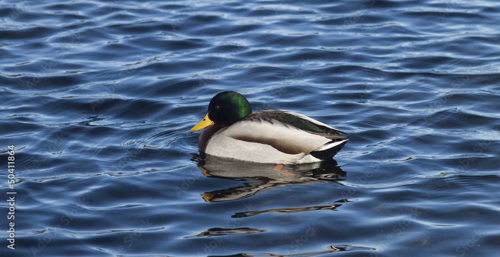 Obraz premium Утка в озере