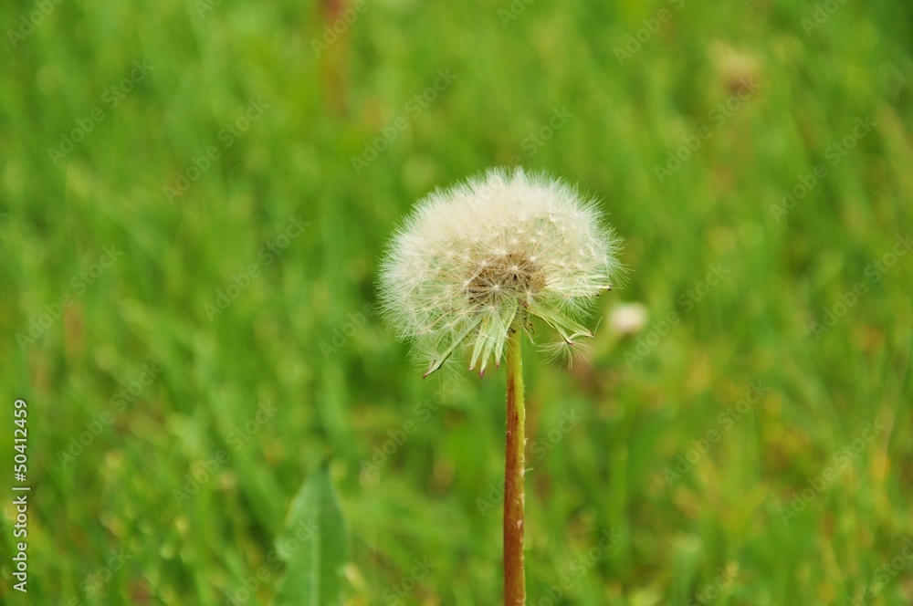 Dandelion