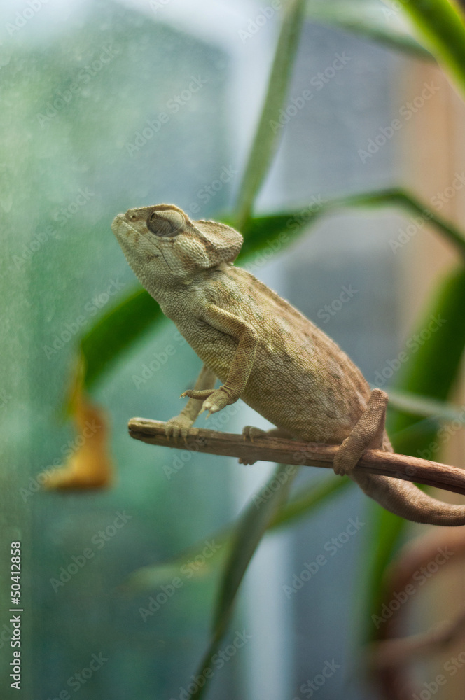 caméléon caméléon