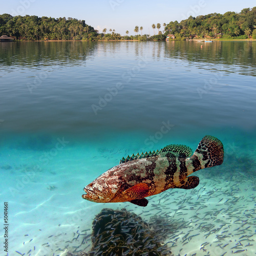 Tropical paradise and giant grouper photo