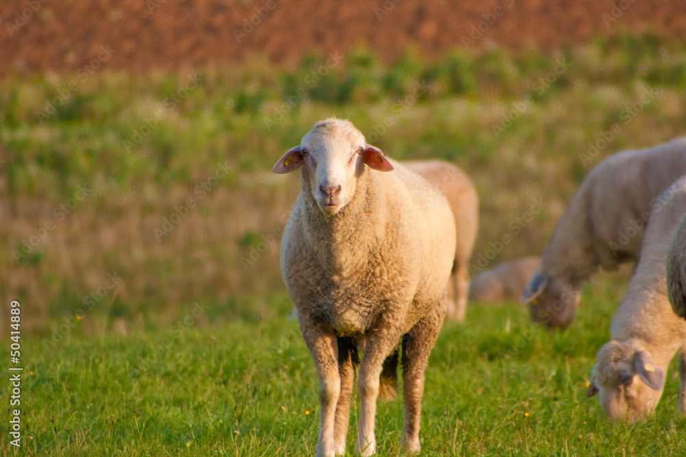 Obraz premium Schäfchen