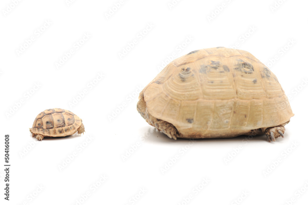 Obraz premium Big and small