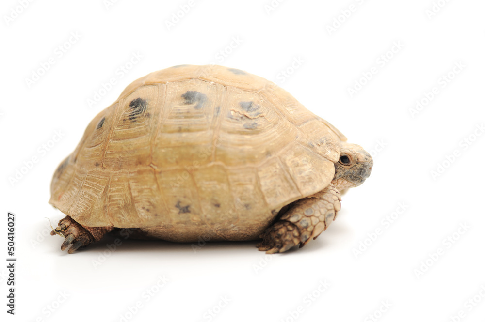 Obraz premium Turtle posing series