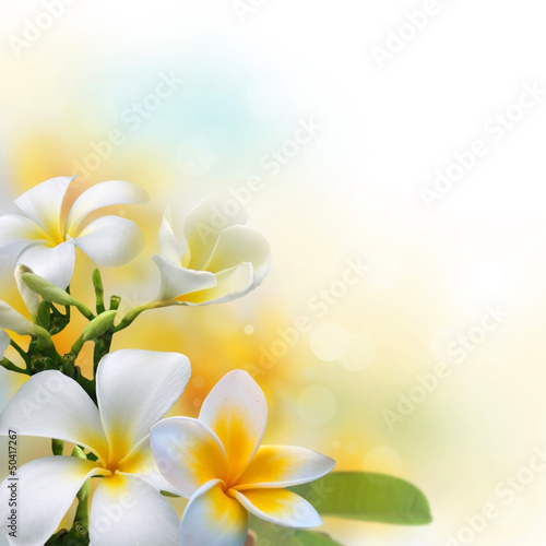 Frangipani flowers on sunshine morning background