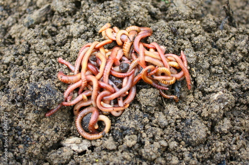 tas de lombrics sur du compost photo