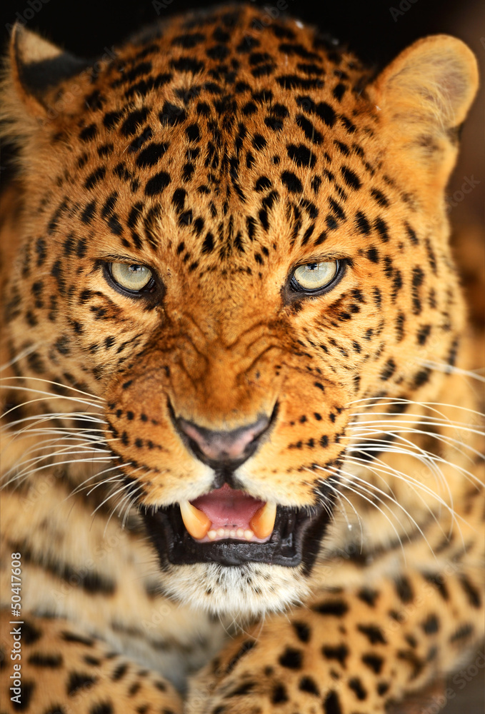 Fototapeta premium Portrait of leopard
