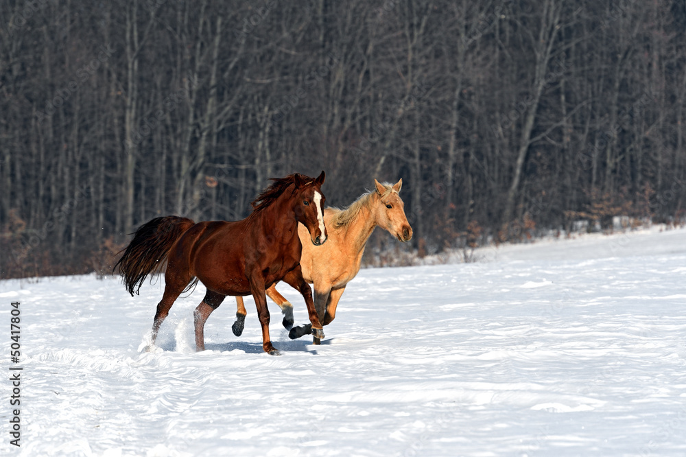 Horse Horse